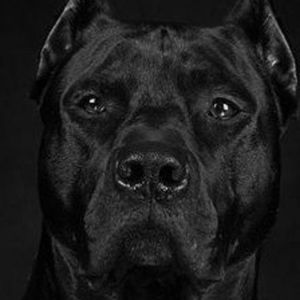 Meet your Posher, Pierre